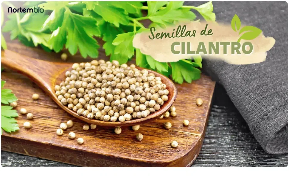 semillas-cilantro-natural-nortembio
